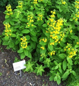 Die wachsen auch bei uns im Garten in Buchbrunn