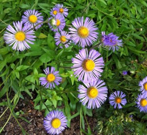 Botanischer Garten in voller Bluete...