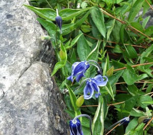 Dunkelblau bluehende Zwergklematis