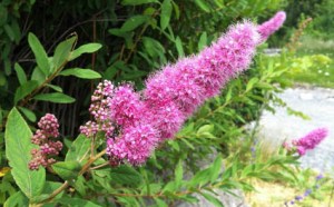 Da weiss ich noch nicht was es ist...