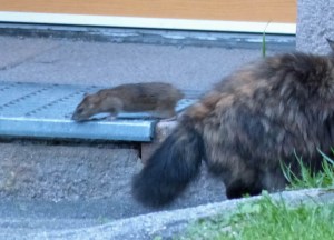 Das Schauspiel am Abend: Katze gegen Ratte (oder umgekehrt) am Haus gegenüber.