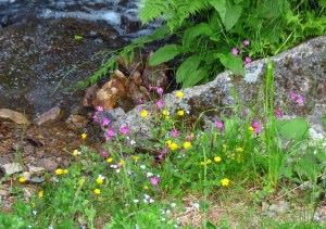Waldblumen am Holmenkollen