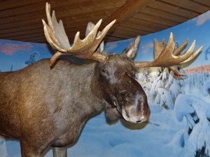 Einen Elch haben David und Sarah auch gesehen - leider nur ausgestopft.