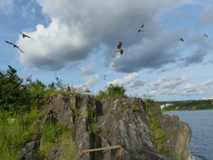 "Die Vögel" - oder "Der Beginn der Raubtierfütterung"