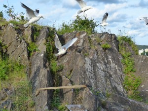 Seeschwalben, Möwen, ... stürzten sich auf zufällig von uns auffliegende Brotkrumen ;-)
