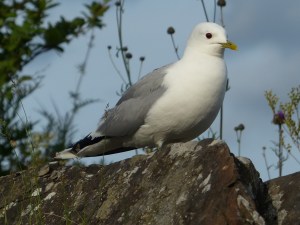Dafür haben sie dann auch fleißig posiert: Möwe ...