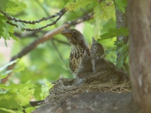 Wacholderdrosseln sind hier so verbreitet wie bei uns die Amseln.