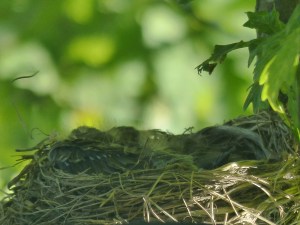 "Lieber mal wieder ins Nest kuscheln!"