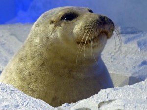 Ausgestopftes Futter - Verzeihung: Seehund - eine wichtige Nahrungsquelle für die Polarfahrer