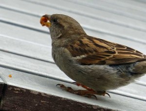 ... hungrigen Mäuler.