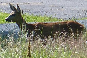 Nachmittäglicher Besucher am Arbeitsplatz