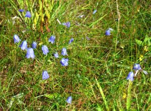 Glockenblumen daneben