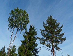 Umgeben von hohen, schönen Birken, Tannen und Kiefern...