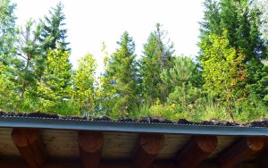 Das bewachsene Dach des Grillplatzes.