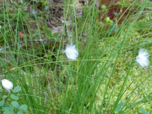 Zum Schluss noch die Lieblingspflanze meiner Mutter: