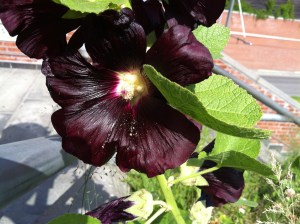 Wunderschöne dunklerote Malve