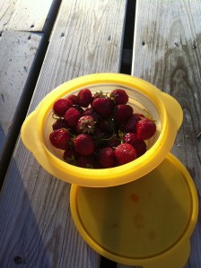 Verpflegung bei anstrengender Radtour: Norwegische, leckere Erdbeeren.