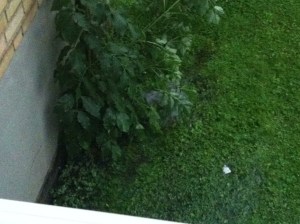 Regenrinnen die in die Kanalistation führen??? - ...