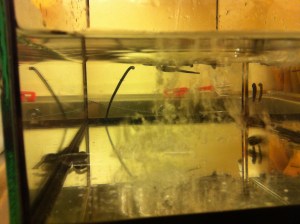 Unsere Haustiere auf der Arbeit: Blutegel...