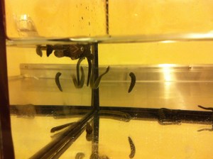 ... wir verwenden sie bei Patienten die sich mit Axt, Kreissäge, ect. die Finger abgeschnitten haben. Dieser werden bei uns wieder angenäht und damit der Blutfluss aufrecht erhalten wird, verwenden wir die Blutegel. Sie werden auf den replantierten (=wieder angenähten) Finger gesetzt und sondern beim Saugen einen Stoff ab, der Blutverdünnend wirkt und somit den Finger am Leben erhält. (Hier haben wir gerade das Wasser des Aquariums gewechselt)