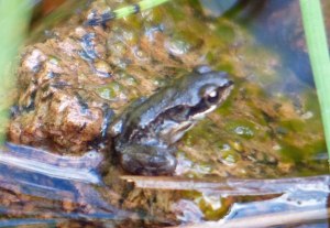 ... und fertiger Frosch. (Martin, das ist die Pfütze an der wir schon vorbeigewandert sind.)