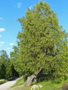 Betula Pendula - Birke 