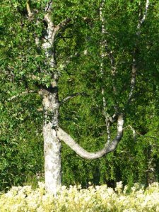 Verwachsungen - ob der als Schaukel benutzt wurde?