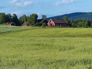 Sommer in der Nordmarka