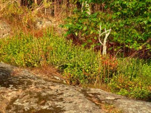 Blaubeeren und Preiselbeeren im Unterholz