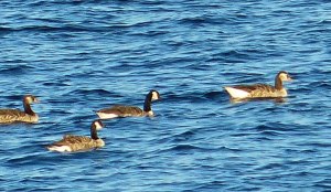 ... Wildgänse auf der Suche nach dem Schlafplatz.