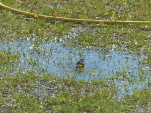 Den Bachstelzen gefällt die Wasserpfütze ... 