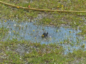 ... äusserst gut! Vor allem bei der Hitze der letzten Wochen...