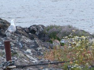 Mama Möwe versorgt den ...