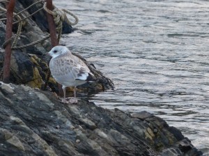 ... laut und hoch kreischenden ...