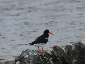 Der Austernfischer schaut ...