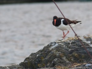 ... neidisch der Fütterung zu.