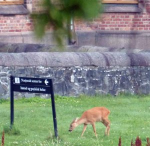 "Besucher" im Morgengrauen am Rikshospital