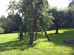 Alter Zwetschgenbaum mit gutem Ertrag...