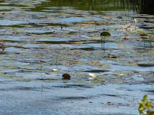 ... mit Seerosen ...