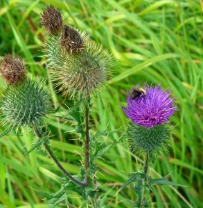 Distel?