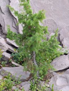 Wachholderbaum(chen) (Hier sind die Wacholderbeeren her, liebe Mutter)