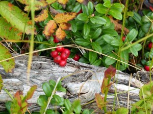 Stilleben mit Preiselbeeren (Tyttebær)