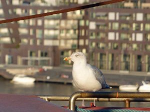 Stilleben mit Ungeziefer, æh Møwe.