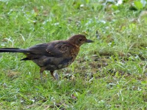 ... das vor dem Ansturm der Menschen auch von Tieren besucht wird :-) ...