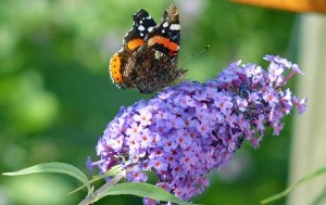 "Admiral" auf dem Sommerflieder