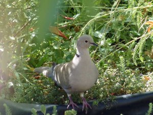Garten Buchbrunn: Nicht nur ich erhole mich dort sehr gerne