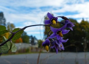 Keine Ahnung, wuchs wie Unkraut...