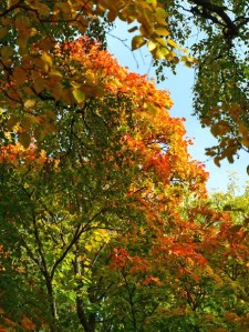 ein bisschen wie "Indian Summer"