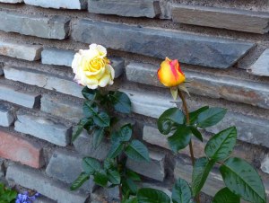 Rosenbluete im Oktober