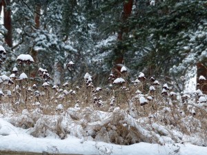 Schneeimpressionen auf den Grasbewachsenen ...